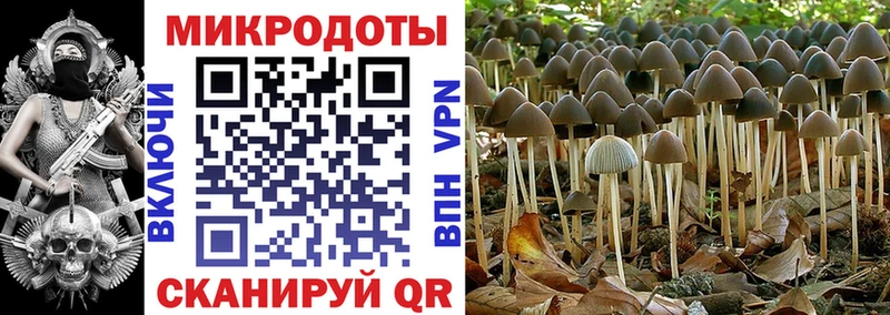Псилоцибиновые грибы Psilocybe Вельск